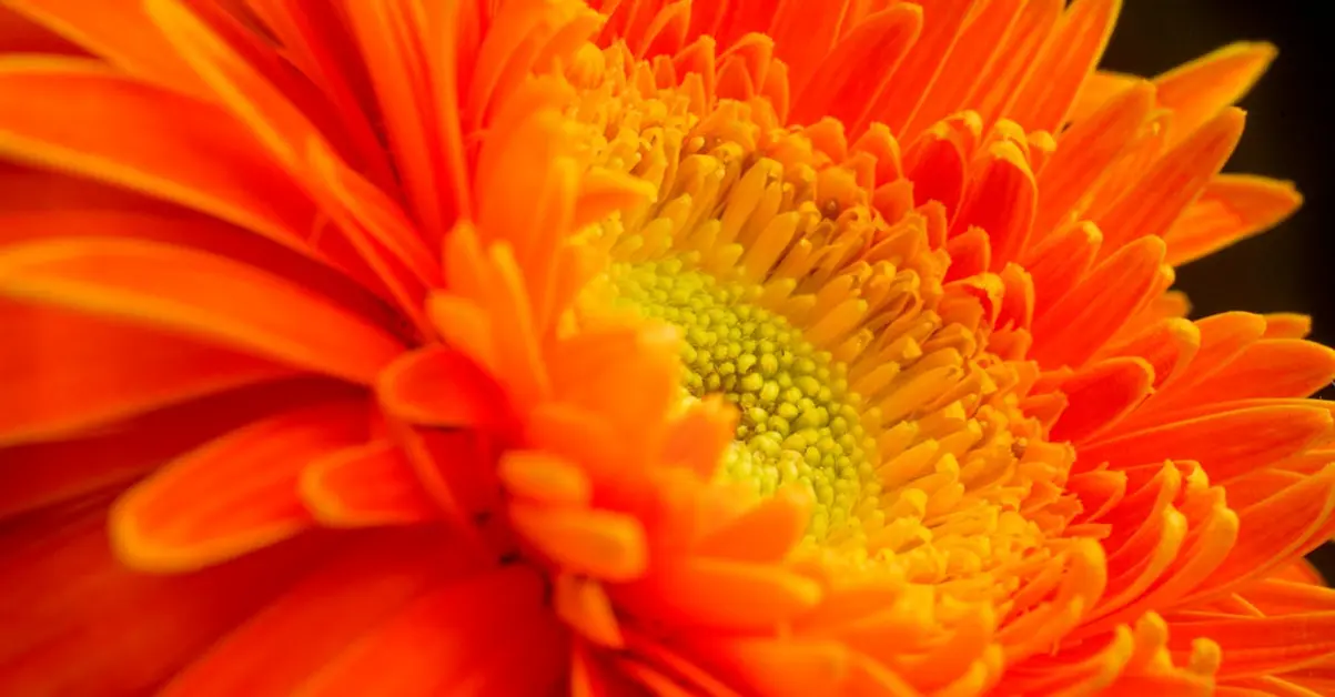 Mô hình Lớp học Thông minh Tuyệt đỉnh 2024: Đột phá nhân tài IT